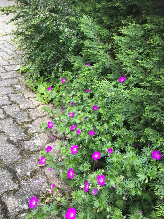 Appart Les Cerises Entre Strasbourg Et Haguenau ビシュヴィレール エクステリア 写真